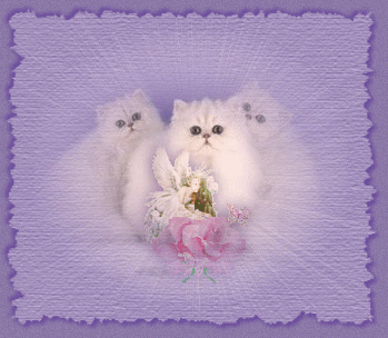 Chats